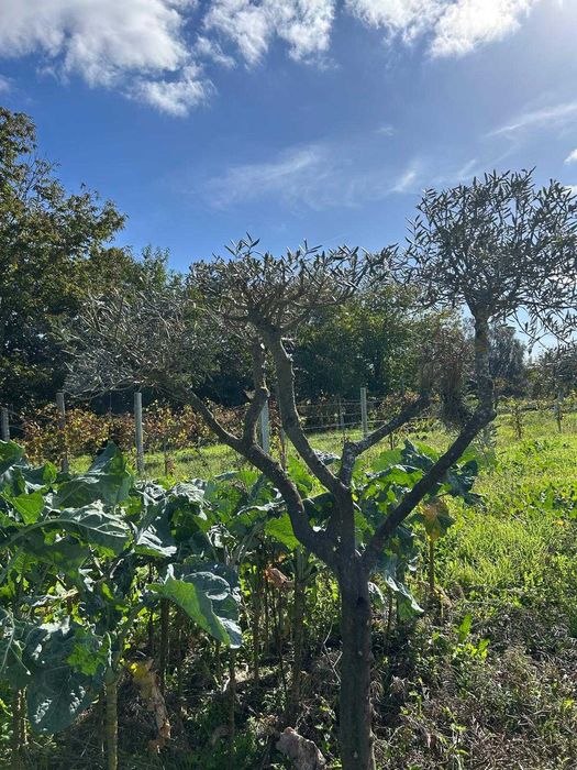 Oliveiras de Jardim