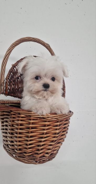 Excelente mini mini Bichon Maltes de Qualidade
