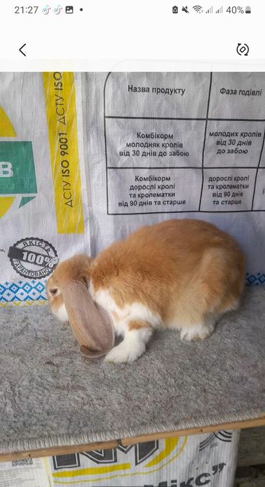 Самець французький баран