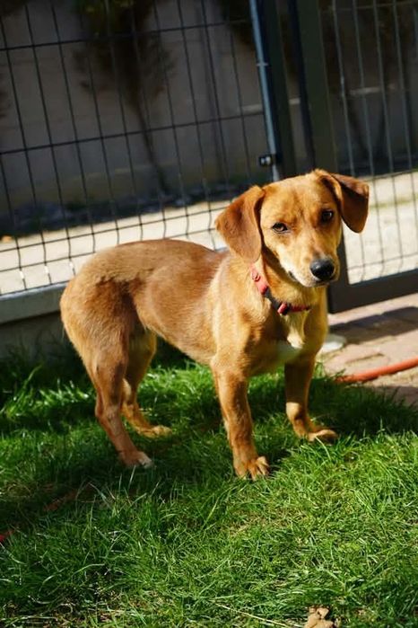 Szukam domku do adopcji