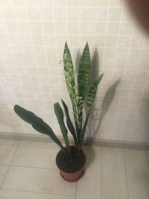 Сансевьерия щучий хвост