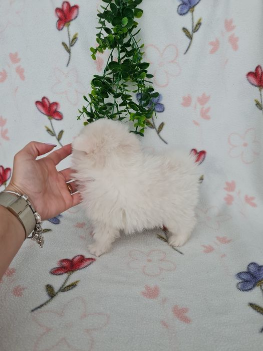 Estupendo mini mini 600g Lulu da Pomerânia / Spitz Alemão Anão de Qualidade