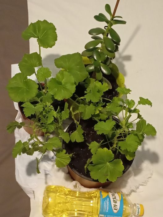 Вазон калачик пеларгонія