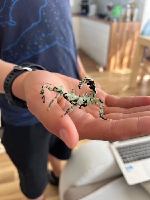 Straszyk australijski lichen morph