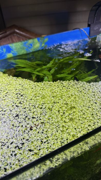 Planta flutuante para aquario - lentilha-d'água (Lemna sp.)