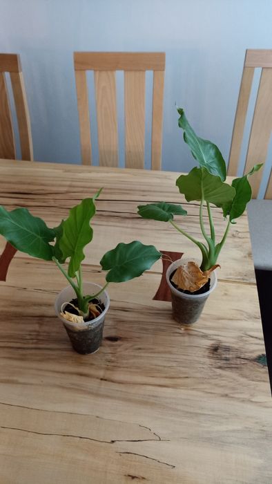 Алоказія, слонове вухо