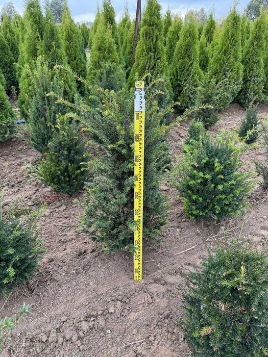 Cis pospolity 80-100 cm