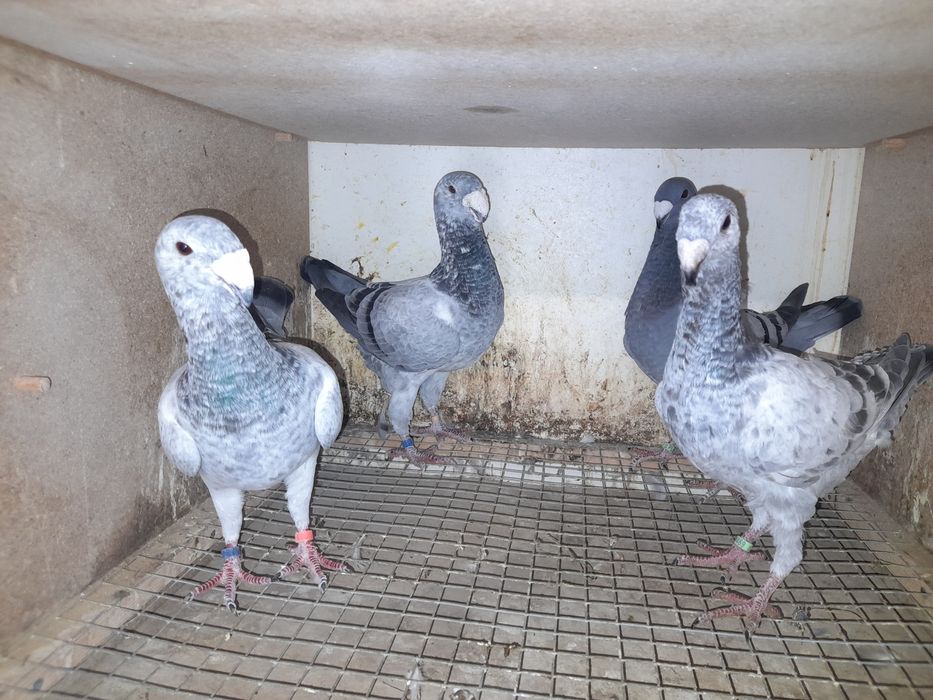 Gołębie Niemiecki wystawowy,mewki