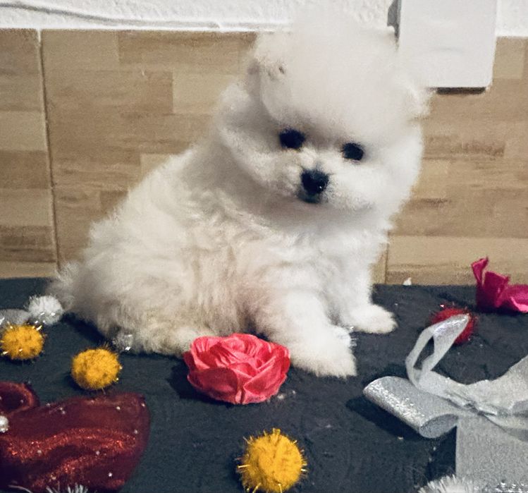 Spitz .anao .lulu da pomerania macho