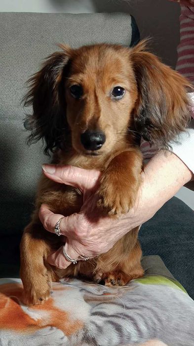 Jamniczek długowłosy króliczy