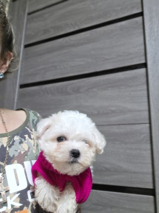 Щенки Бишон мальчики и девочки