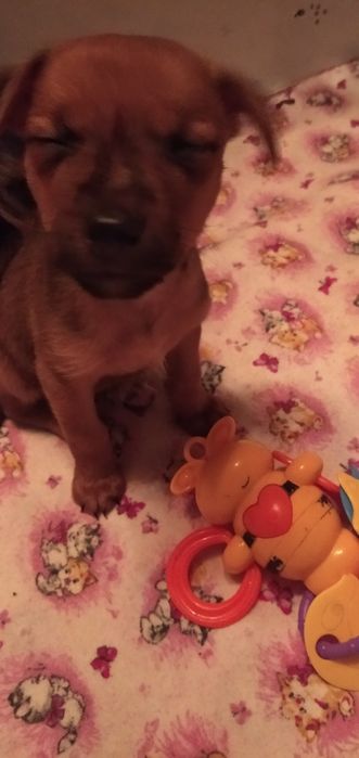 Славная девочка ищет новую семью.