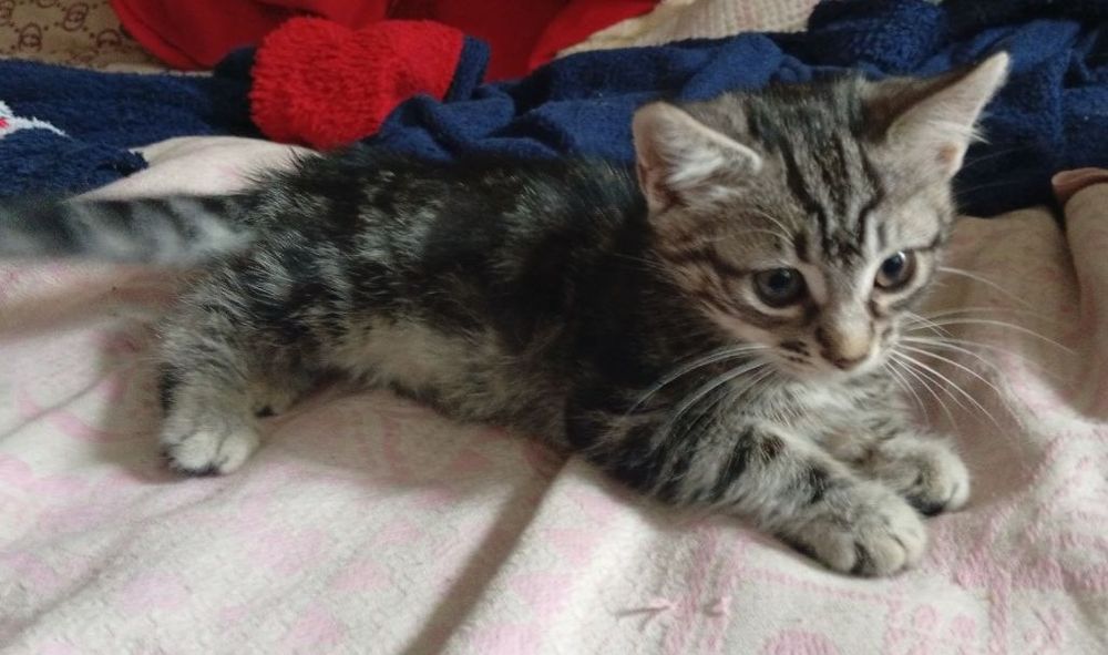 Отдам замечательного котенка