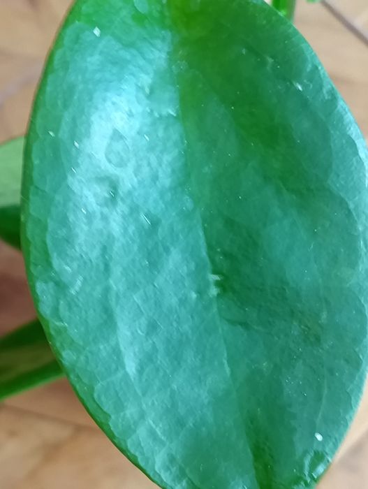 Hoya citrina rosnąca