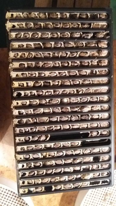 Sprzedam kokony murarki ogrodowej