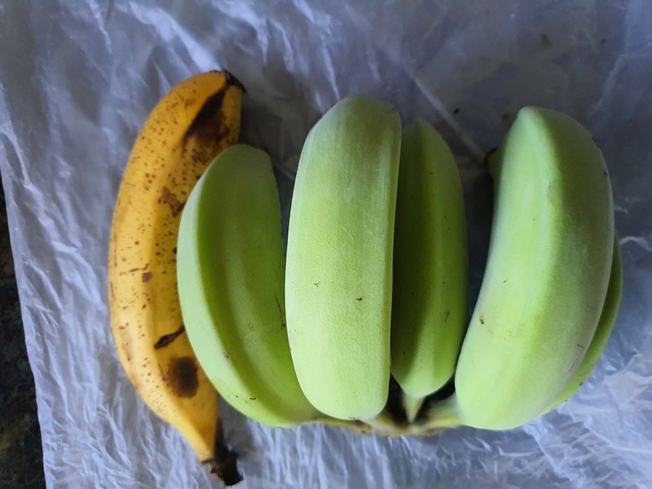 Bananeira com 2 metros de altura