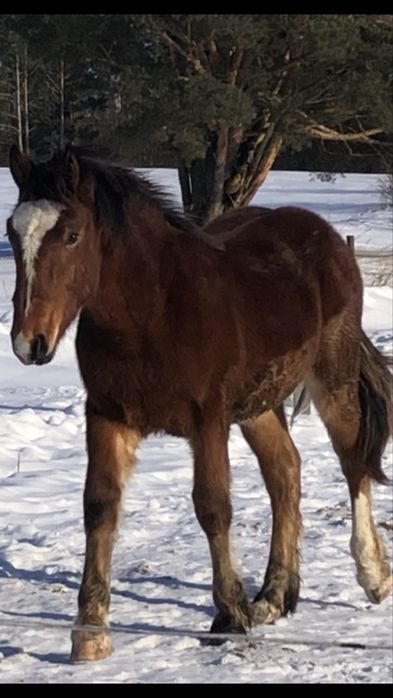 Продам лошат по Падішаху