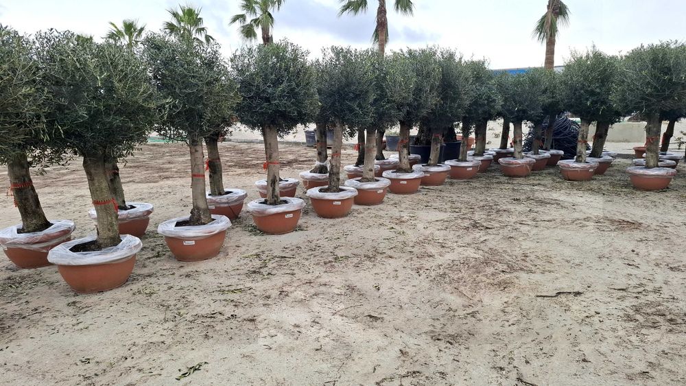 Jardim das Oliveiras