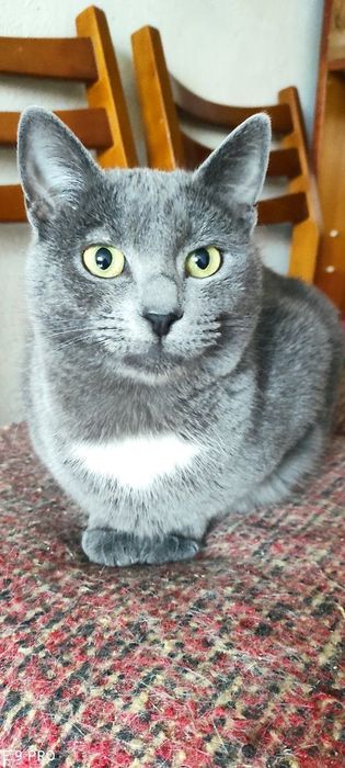 Котики и кошечки