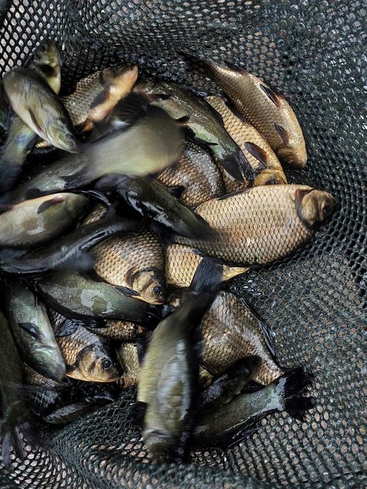 Narybek kroczek karpia