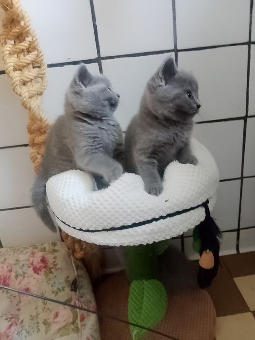 Шотландські прямовухі кошенятка