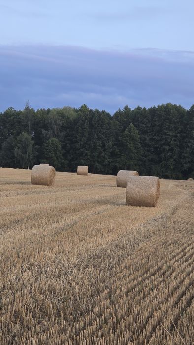 Bele słomy dobrze zbite i suche cena za jedno sztukę 115zł