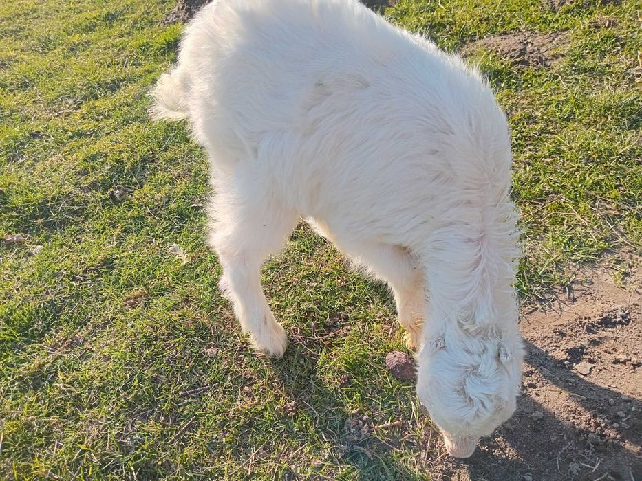 Продаються козенята від молочних кіз