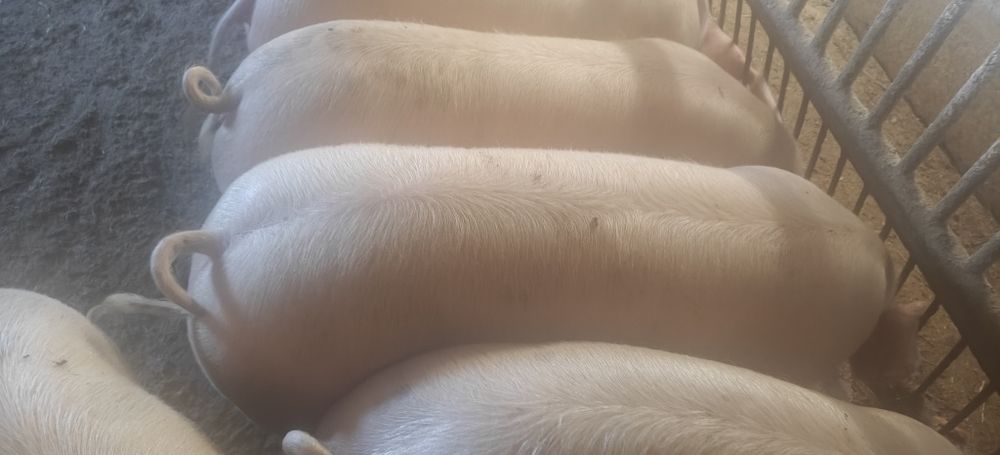 Tuczniki,świnie sprzedam