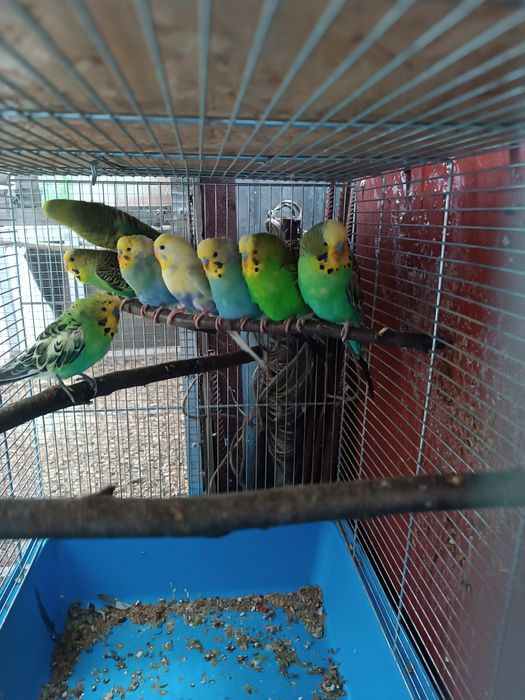 Sprzedam papugi faliste