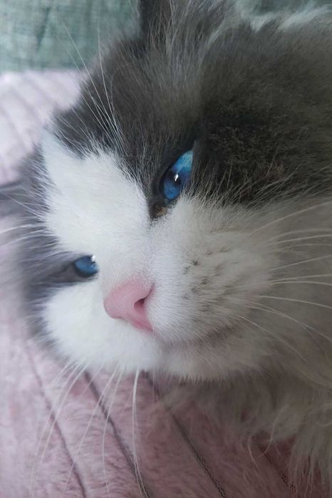 Ragdoll Blue Bicolor (REZERWACJA)