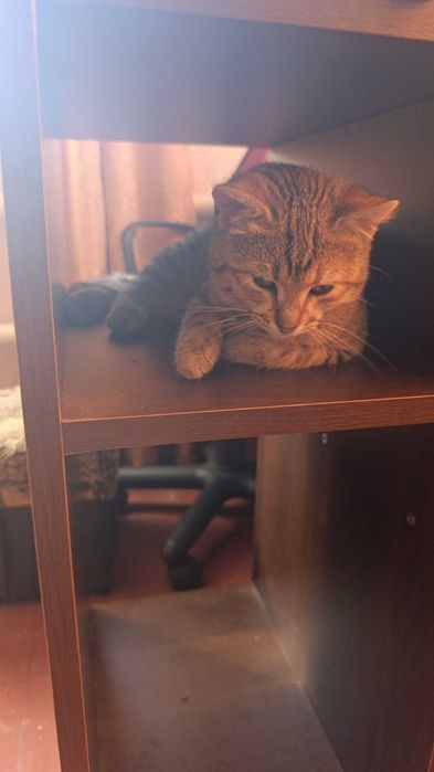 Візьміть в сім 'ю котика з Донбасу