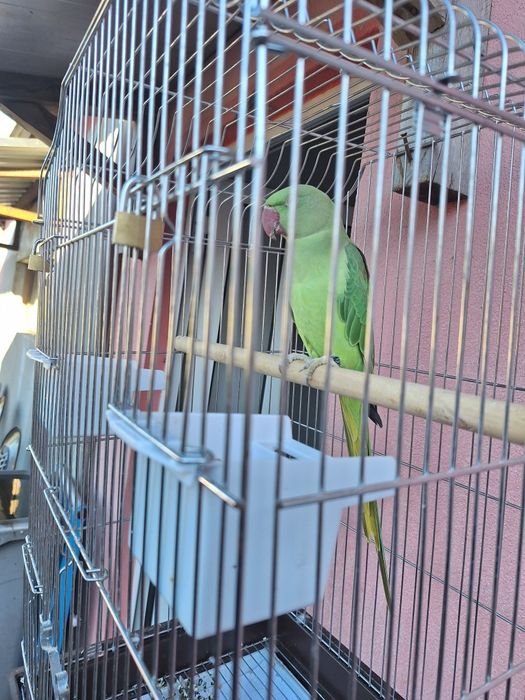 Grande alexandrino fêmea