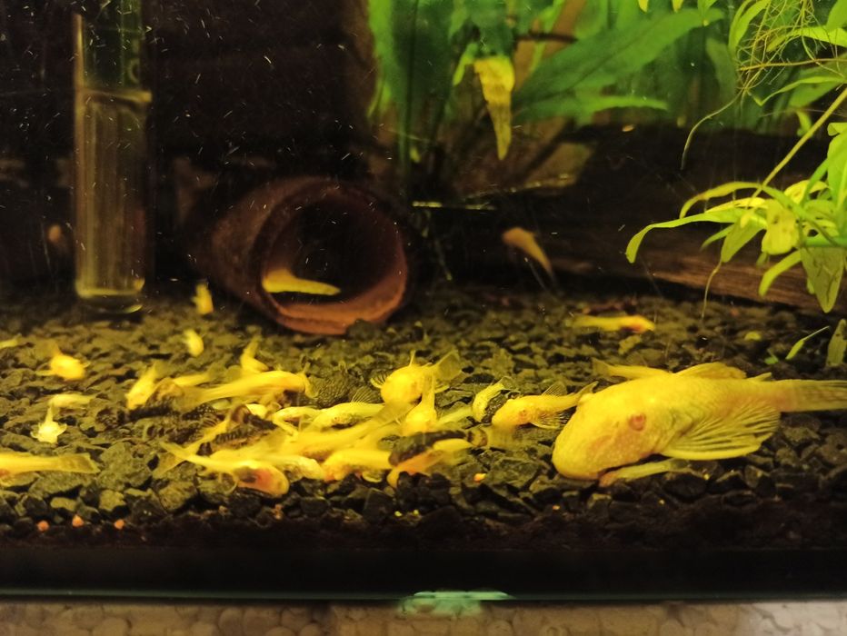 Złoty glonojad zbrojniki niebieski