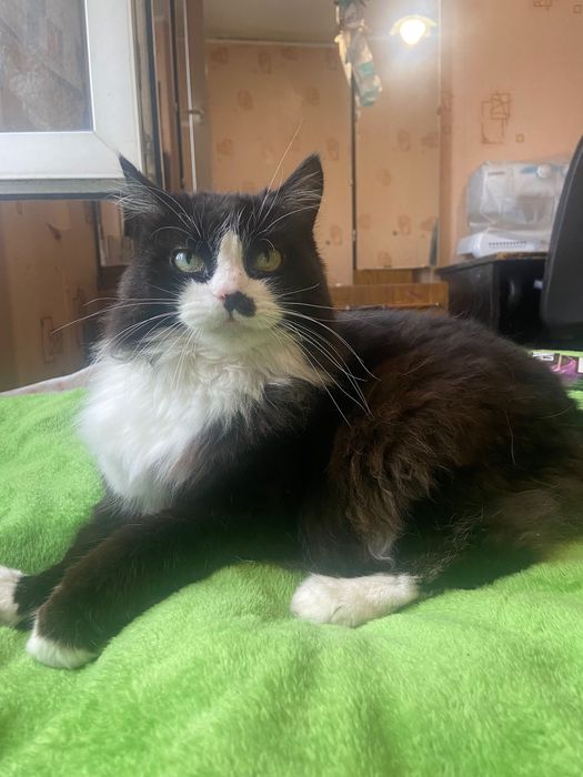 Віддаю кицю у добру та відповідальну сім‘ю