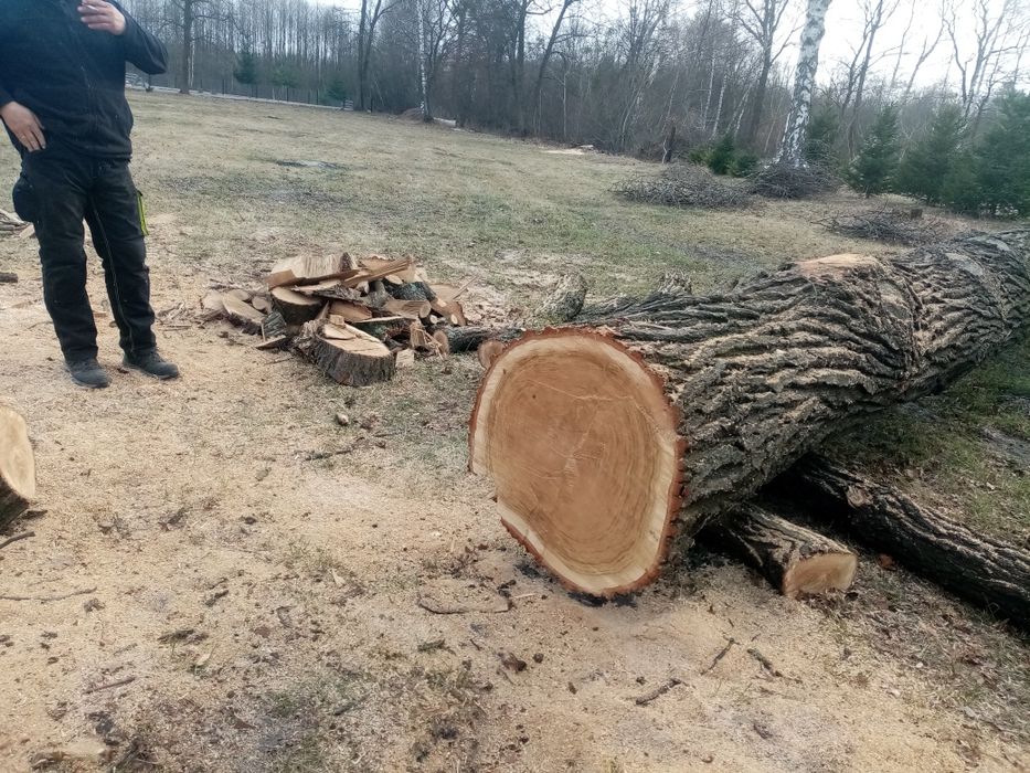 Дубова колода довжиною 9.7 м.
