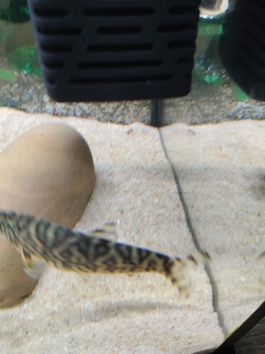 Vendo ou troco peixes