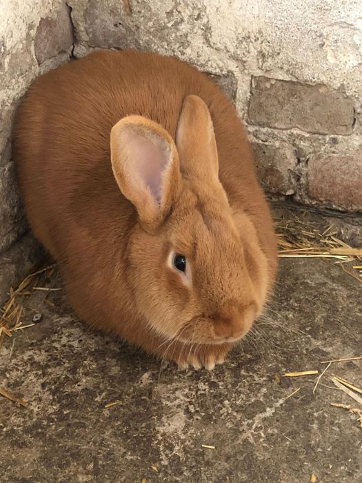 Króliki Burgundzkie