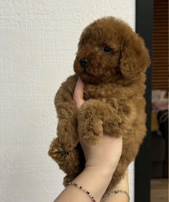 Хлопчик той пудель