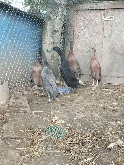 Kaczki Biegusy indyjskie na ślimaki młode