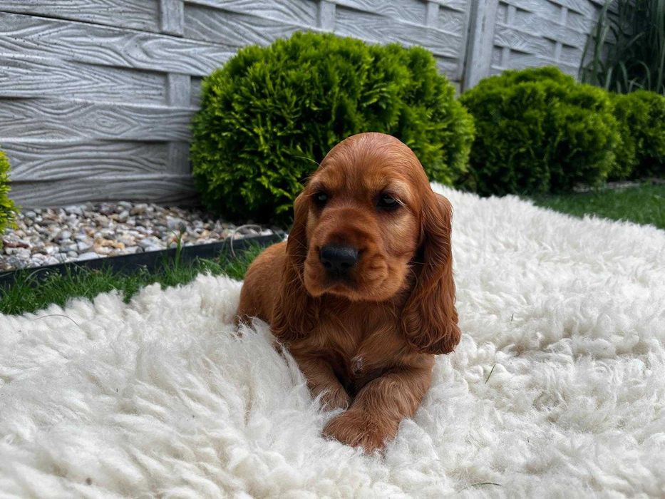 Piesek Cocker spaniel angielski