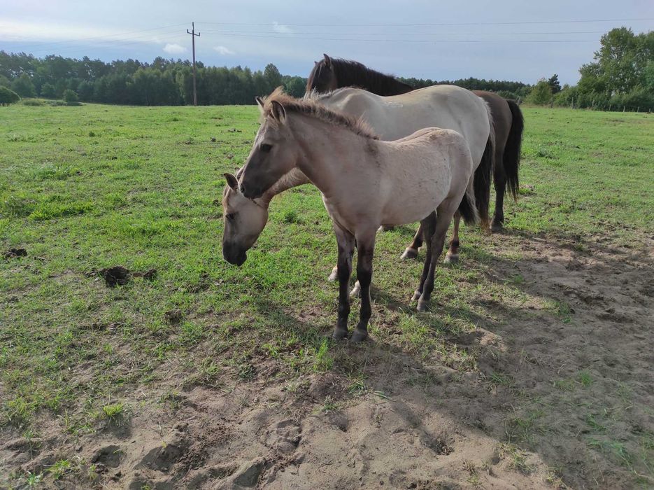 Klaczki konik polski