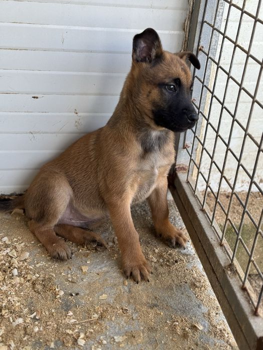 Pastor Belga Malinois fêmea