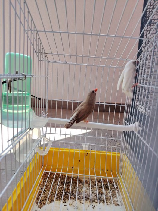 Diamante Mandarim (Casal)