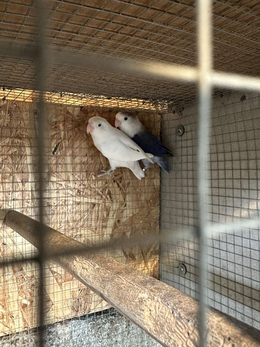 Casais Agapornis Roseicollis e Fisher