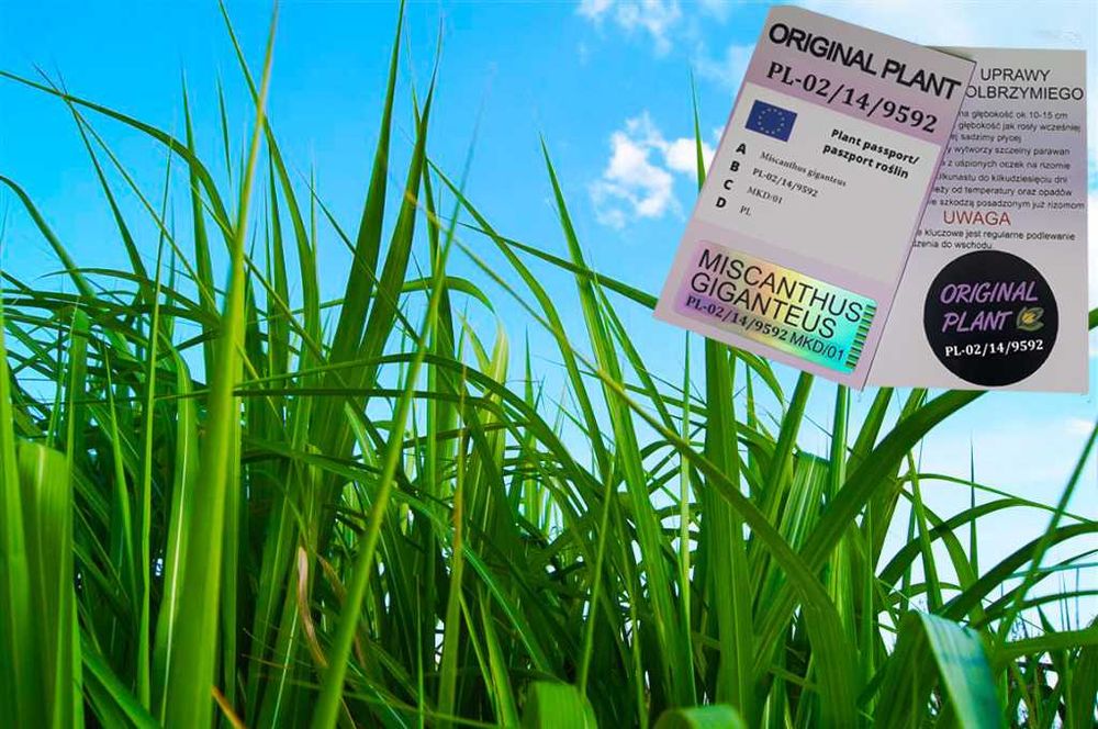 Miskant Olbrzymi-Giganteus.na żywopłot-ORYGINALNY! Duża karpa XXX!!!