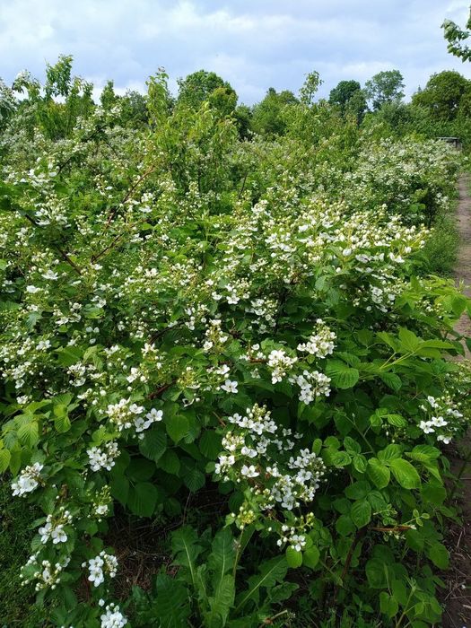 Продам саджанці ожини