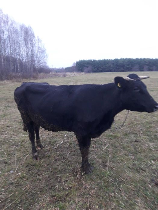 Sprzedam młodą krowę