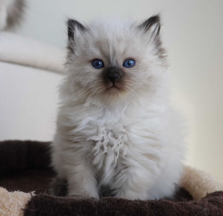 Śliczna kotka Neva Masquerade