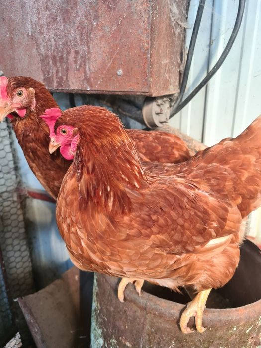 Молодые куры,молодка.