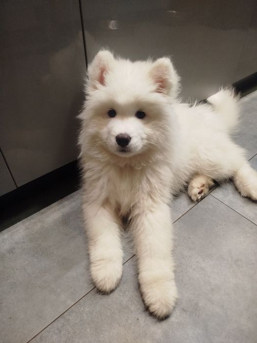 Samoyed suczka szuka domu